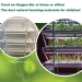 Planta LED crescer luzes