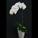 Phalaenopsis White Fog Orchid