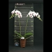 Phalaenopsis Snow White Heart Orchid