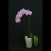 Phalaenopsis Pink Alma Orchid