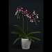 Phalaenopsis Bold Cow