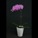 Phalaenopsis Grace Pink Orchid