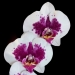 Phalaenopsis White Orchid GU33