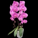 Phalaenopsis Butterfly Large Pink Orchid
