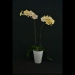 Phalaenopsis Yellow Chameleon Orchid