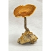 Pleurotus कंद-regium