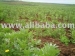 Bio - Organic Fertilizer