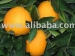 Citron frais