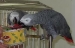 African Grey pairs