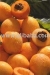 Loquat