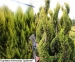 Cupressus macrocarpa çalıkuşunun