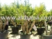 Arbres de punica granatum