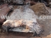 WET SALTED SHEEP SKINS