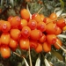 Flavones de Seabuckthorn