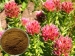Rhodiola rosea-Extrakt