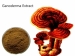 Ganoderma Extrakt