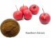 Produkt-Name: Weißdorn Extrakt <br> Lateinischer Name: Crataegus pinnatifida Bge. var.major NE Br. <br> Wirkstoff: Flavone <br> Typ: Kräuterextrakt <br> Variety: Hawthorn Extract <br> Aussehen: Bräunlich gelbes Pulver <br> Geruch & Geschmack: Charakterist