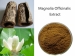 Magnoliae Фрагмент Officinalis