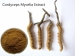 Cordyceps estratto Mycelia