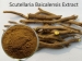 Scutellaria Baicalensis Extract