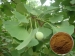 Ginkgo biloba-Extrakt