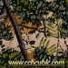 Camouflage Patterns- Water Transfer Printing Film