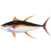 Yellowfin Tuna