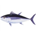 Bigeye Tuna