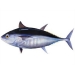 Thunnus maccoyii